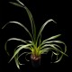 Cymbidium Elisabeth Melo 'Andijk'