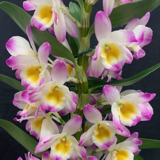 Dendrobium Bright Eyes