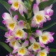 Dendrobium Bright Eyes