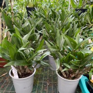 Dendrobium Berry Oda (out of flower) Dendrobium Berry Oda (out of flower)