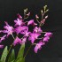 Dendrobium Berry Oda