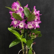 Dendrobium Bouquet Purple Rain Dendrobium Bouquet Purple Rain