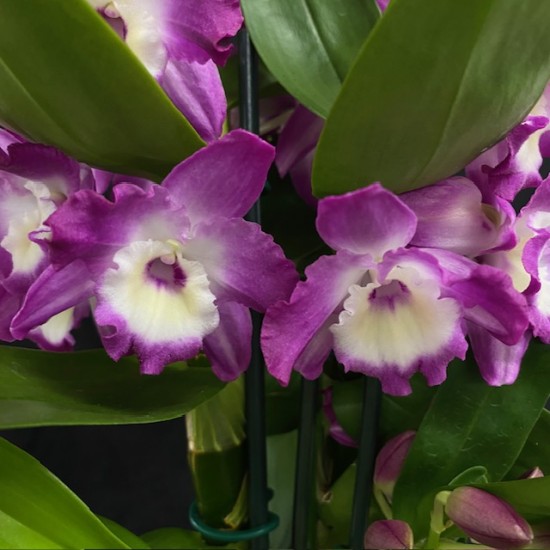 Dendrobium Bouquet Purple Rain Dendrobium Bouquet Purple Rain