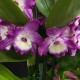 Dendrobium Bouquet Purple Rain Dendrobium Bouquet Purple Rain