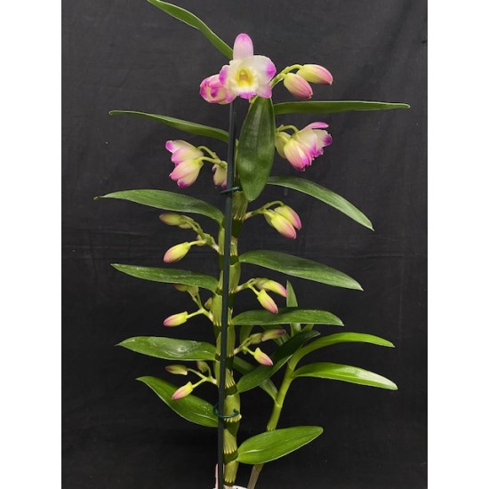 Dendrobium Bright Eyes