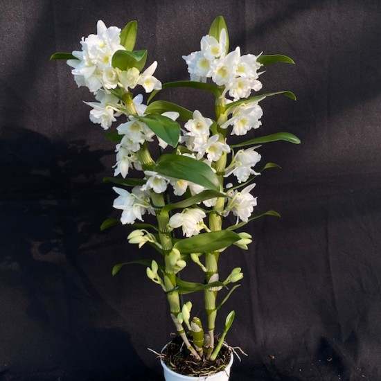 Dendrobium Spring Dream
