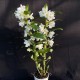 Dendrobium Spring Dream