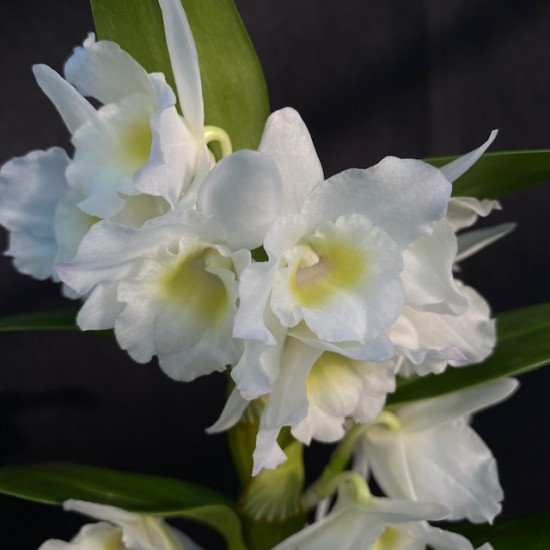 Dendrobium Spring Dream