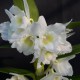 Dendrobium Spring Dream