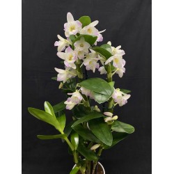 Dendrobium Spring Dream 'Kumiko'