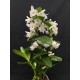 Dendrobium Spring Dream 'Kumiko' Dendrobium Spring Dream 'Kumiko'