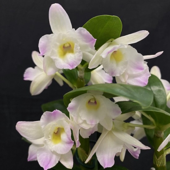Dendrobium Spring Dream 'Kumiko' Dendrobium Spring Dream 'Kumiko'