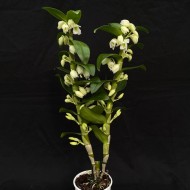 Dendrobium Spring Dream