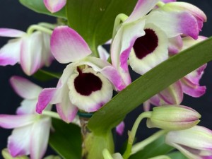 Not Receiving our Emails?