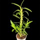 Dendrobium Yellow (out-of-flower)