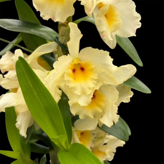 Dendrobium Yellow (out-of-flower)
