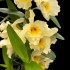 Dendrobium Yellow (out-of-flower)