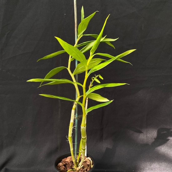 Dendrobium brymerianum