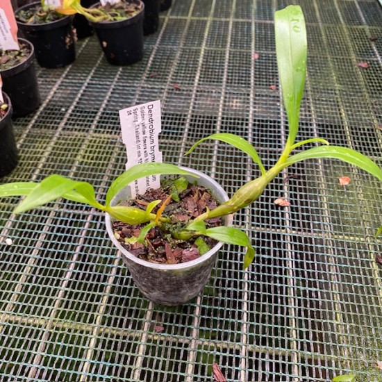 Dendrobium brymerianum Dendrobium brymerianum