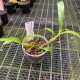 Dendrobium brymerianum Dendrobium brymerianum