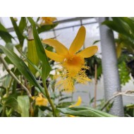 Dendrobium brymerianum