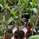 Dendrobium Cassiope
