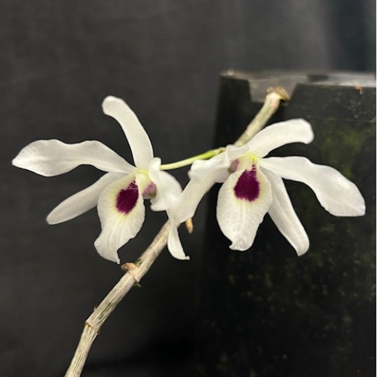 Dendrobium Cassiope