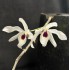 Dendrobium Cassiope