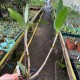 Dendrobium delicatum