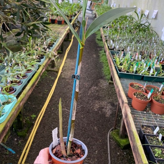 Dendrobium delicatum