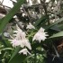 Dendrobium delicatum