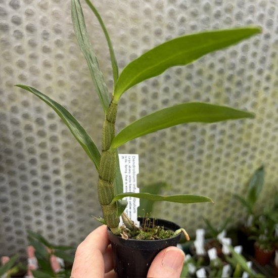 Dendrobium infundibulum Dendrobium infundibulum