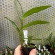 Dendrobium infundibulum Dendrobium infundibulum