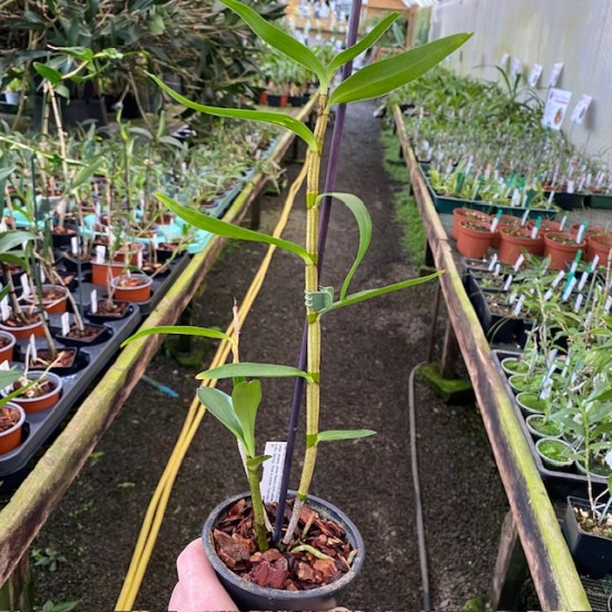 Dendrobium infundibulum