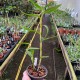 Dendrobium infundibulum