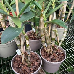Dendrobium jonesii var. jonesii