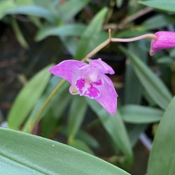 Dendrobium kingianum Dendrobium kingianum