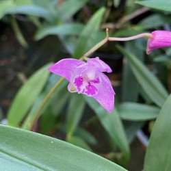 Dendrobium kingianum