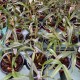 Dendrobium kingianum var. silcockii