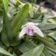 Dendrobium kingianum var. silcockii
