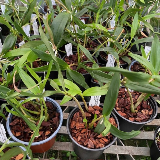 Dendrobium kingianum 'white'