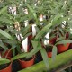 Dendrobium kingianum