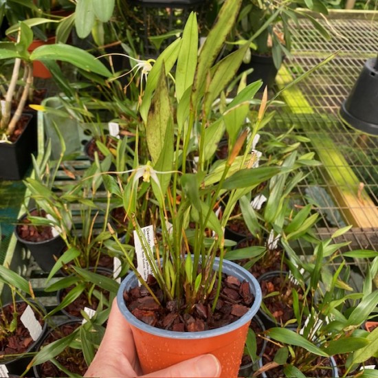 Dendrobium phalangium