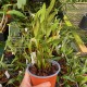 Dendrobium phalangium