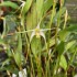 Dendrobium phalangium
