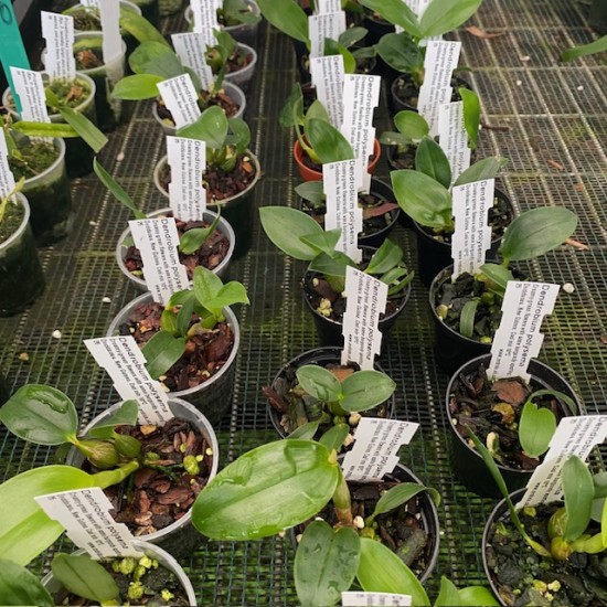 Dendrobium polysema