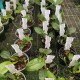 Dendrobium polysema