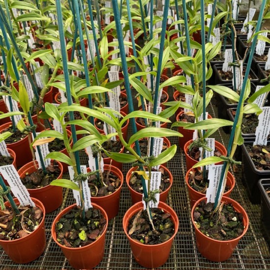 Dendrobium victoria-reginae