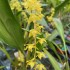 Dendrochilum abbreviatum