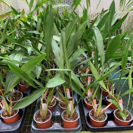 Dendrochilum abbreviatum